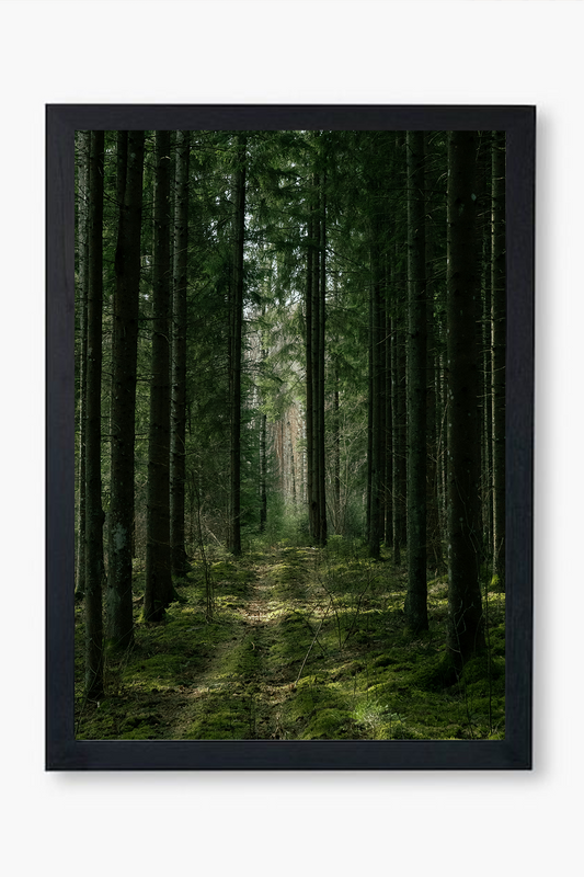 Forest Pathway - Wall Frame